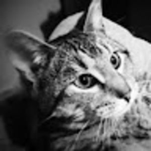 Meet your Posher, Pixel